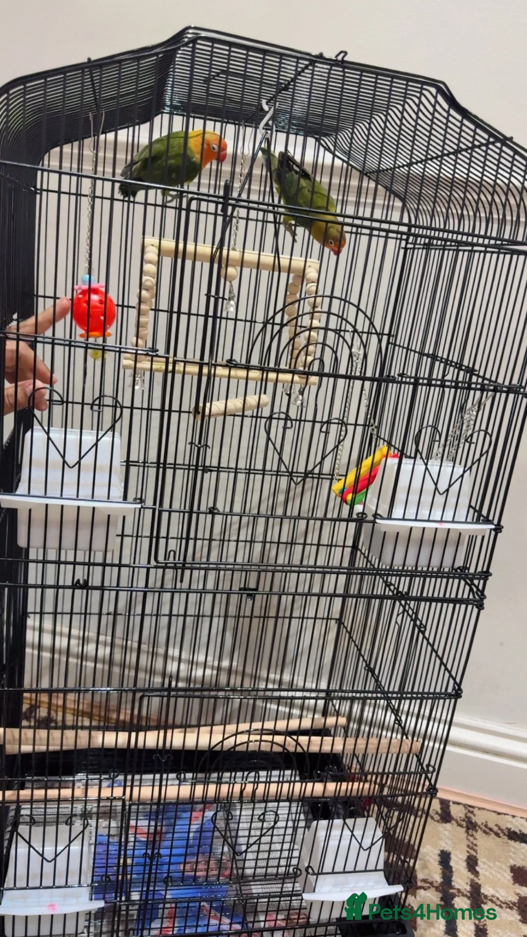 Cockatiels birds for sale: Parrot in Harrow - Advert 3
