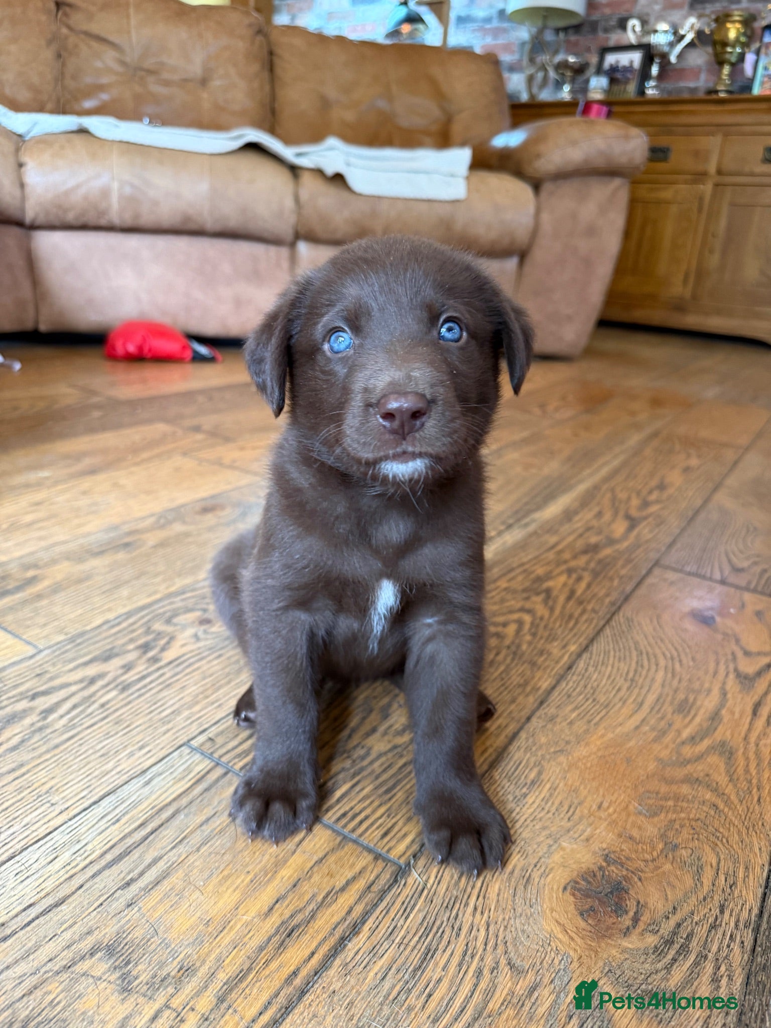 Borador dogs Stunning Lab x Collie, cream, black & chocolate! - Advert 1
