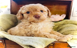 Cavapoochon dogs for sale: F1b Cavapoochon  - Image 12