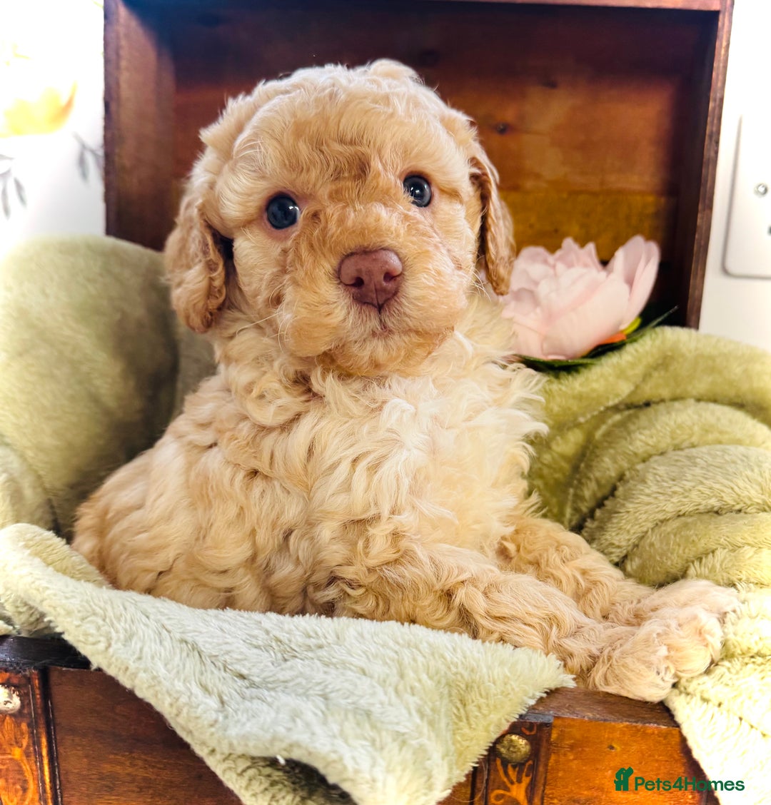 Cavapoochon dogs for sale: F1b Cavapoochon  - Image 12