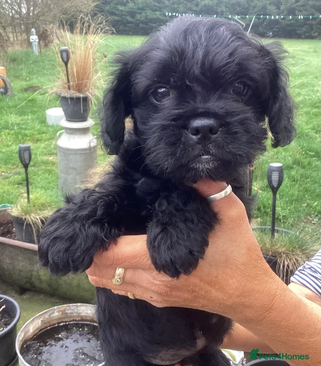 Mixed Breed dogs for sale: French bulldog x poodle  - Advert 2