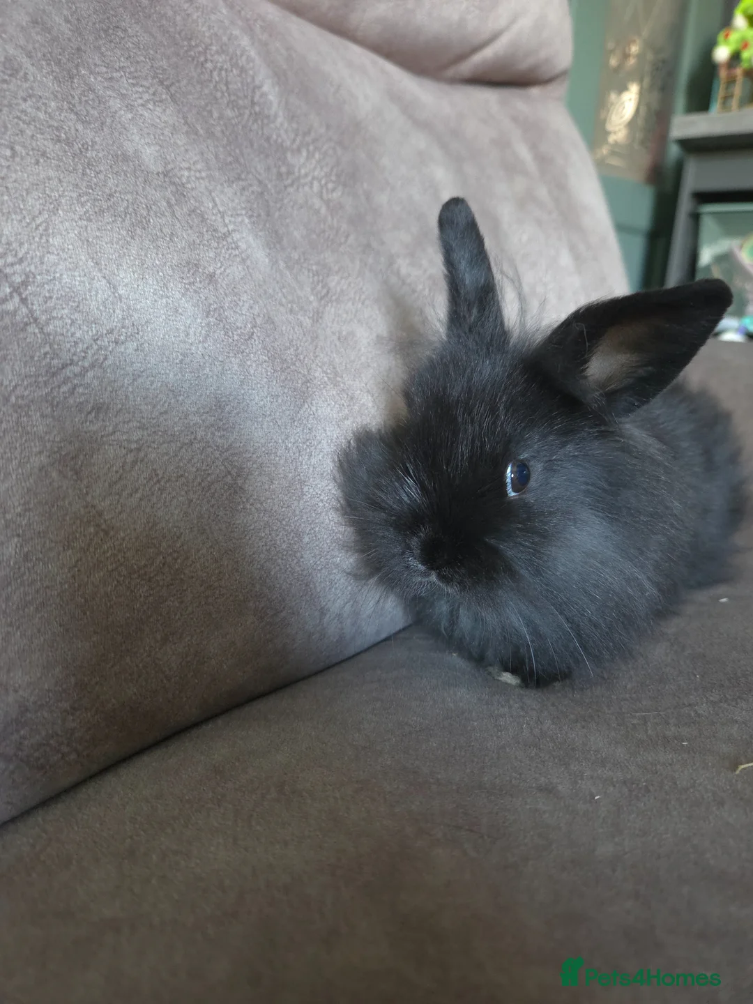 Mini Lion Lop rabbits for sale: 8 weeks old mini lion lop doe ☆☆ready now - Advert 10