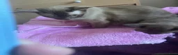 Burmese cats for sale: Beautiful brown babies GCCF - Advert 5