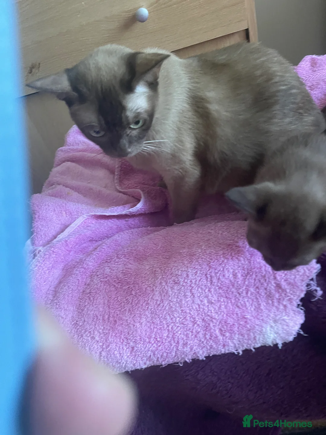 Burmese cats for sale: Beautiful brown babies GCCF - Advert 5