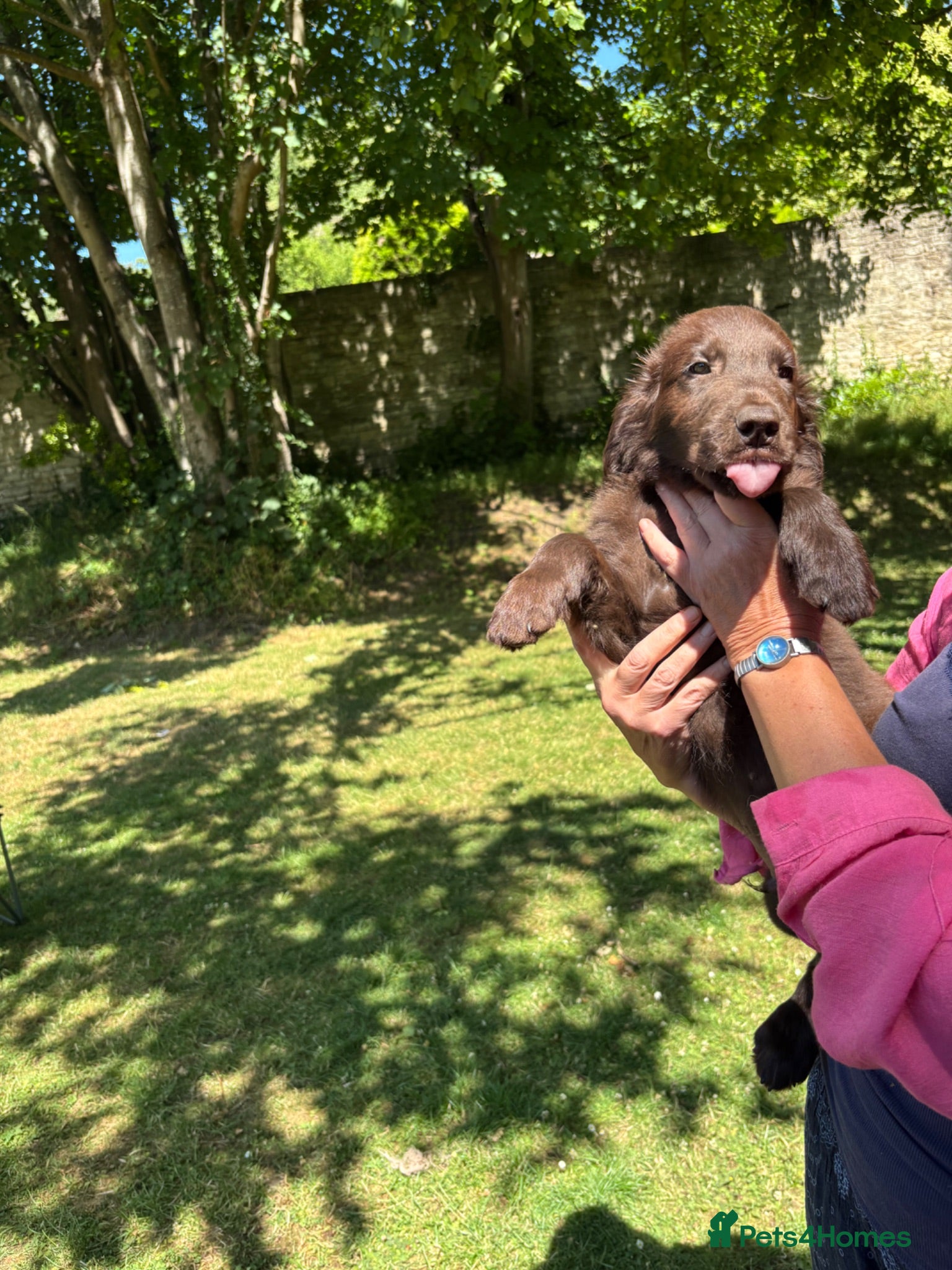 Flat coated Retriever dogs Gorgeous liver and black Flatcoat Retrievers - Advert 2
