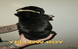 Bullmastiff dogs for sale: 11 Bullmastiff puppies for sale - Advert 18