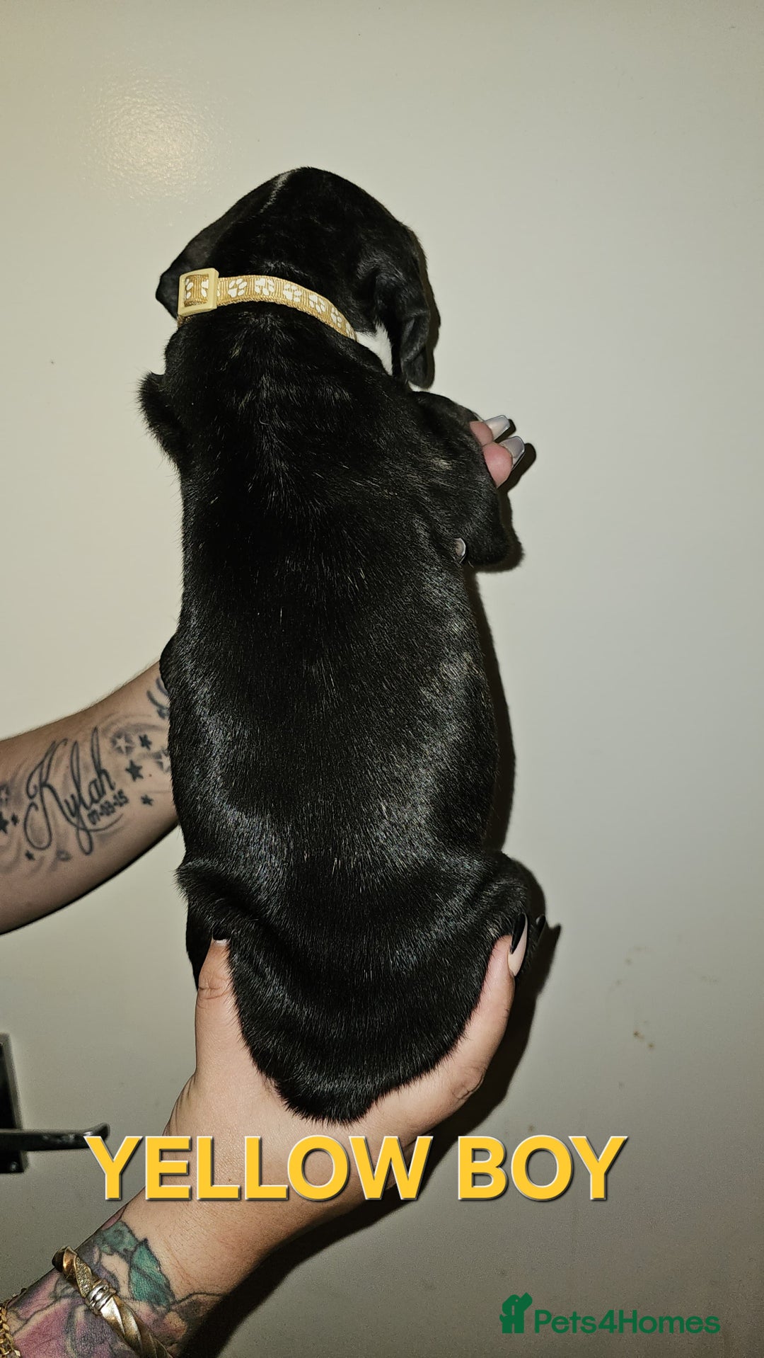 Bullmastiff dogs for sale: 11 Bullmastiff puppies for sale - Advert 18