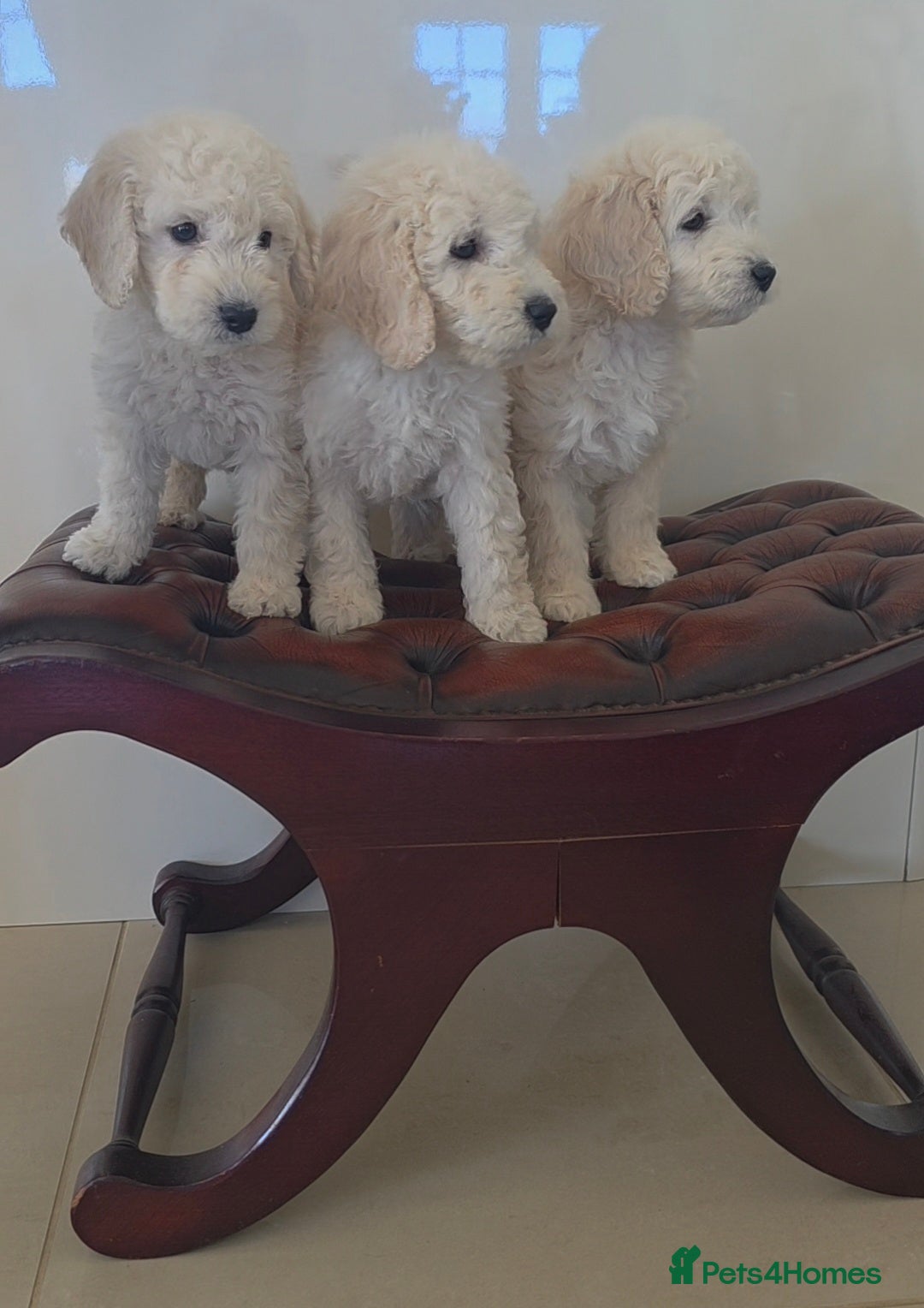 Cockapoo dogs DNA TESTED f1B cockapoo puppy’s LAST BOY  - Advert 4