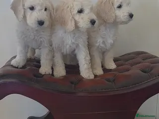 Cockapoo dogs DNA TESTED f1B cockapoo puppy’s LAST BOY - Advert 4