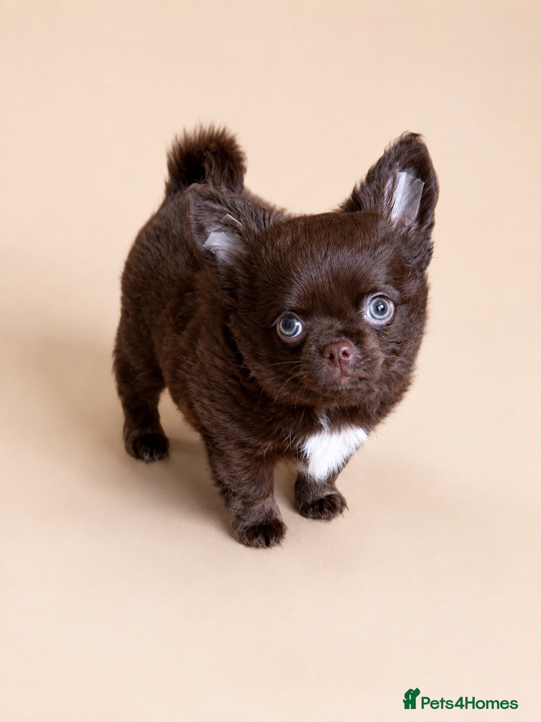 Chihuahua dogs 🧸Beautiful chocolate long-coat boy 🍎  - Advert 6