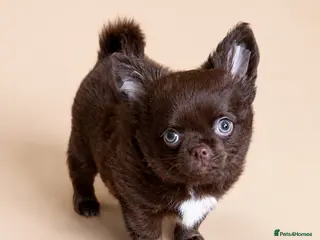 Chihuahua dogs 🧸Beautiful chocolate long-coat boy 🍎 - Advert 6