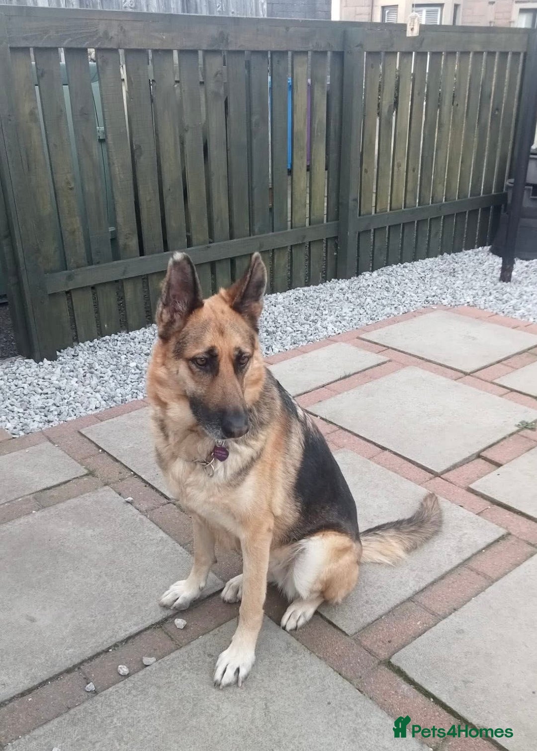 Mixed Breed dogs for adoption: Jessica stunning German Shepherd  - Image 3