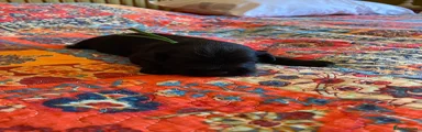 Miniature Schnauzer 1