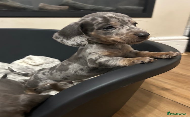 Miniature Dachshund dogs - Advert 5