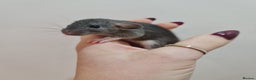 Rat rodents for sale: Baby rats  - Advert 7