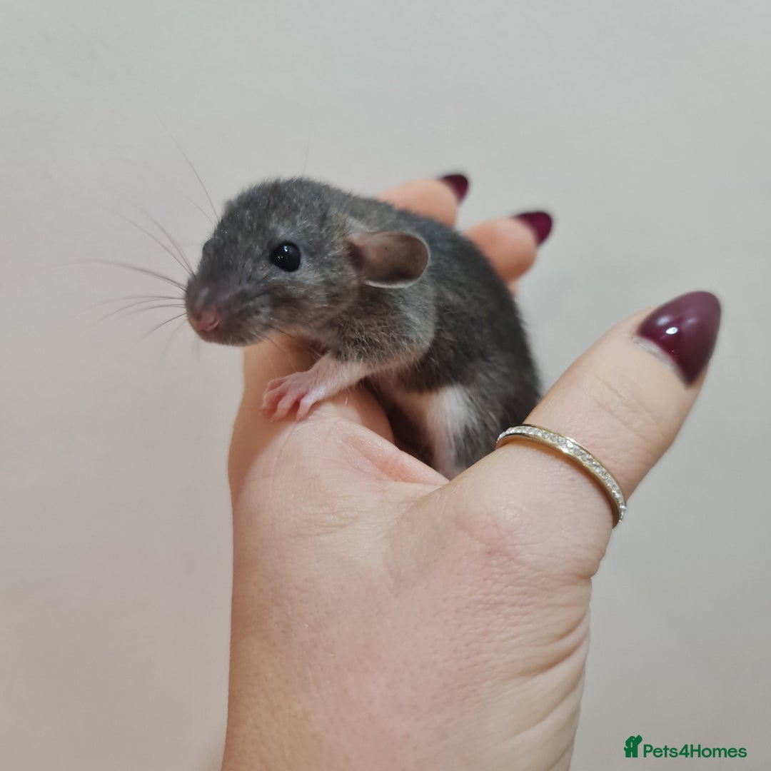 Rat rodents for sale: Baby rats  - Advert 7