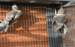 Cockatiels birds for sale: Male Handreared whiteface cockatiel for sale - Image 7