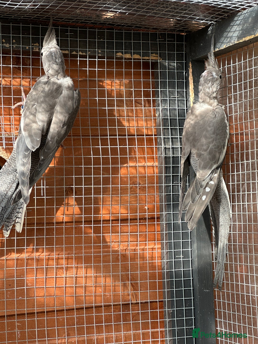 Cockatiels birds for sale: Male Handreared whiteface cockatiel for sale - Image 7