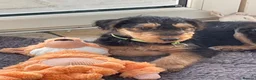 Airedale Terrier dogs for sale: Airedale terrier puppies  - Advert 3