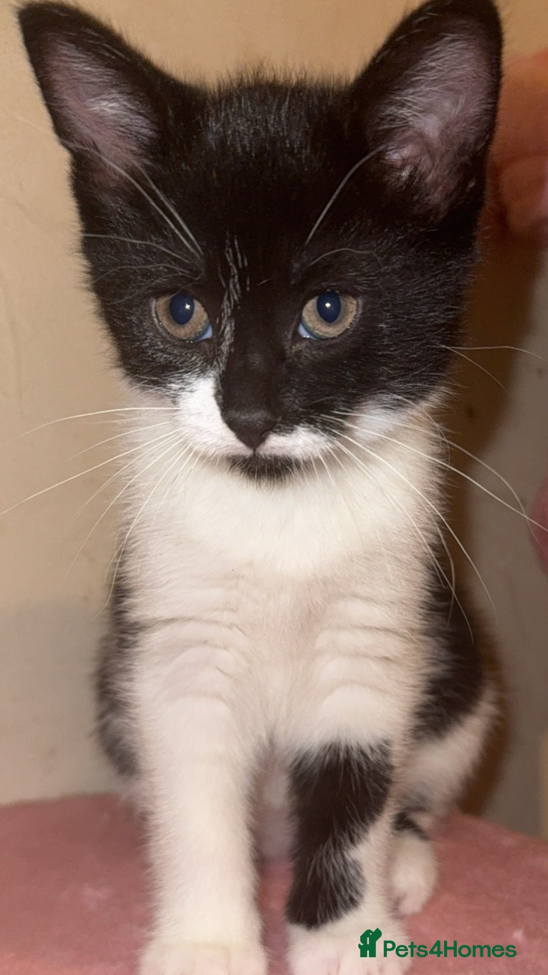 Mixed Breed cats for sale: Kittens looking for forever home - Advert 5