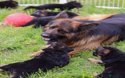 German Shepherd dogs for sale: 🐾🖤 Top-Quality Purebred German Shepherd Puppies - Image 8