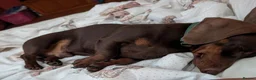 Mixed Breed dogs for sale: Miniature Dachshund x Jack Russell x Yorkshire ter - Advert 7