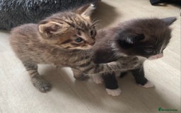 British Shorthair cats for sale: Kittens  - Image 17