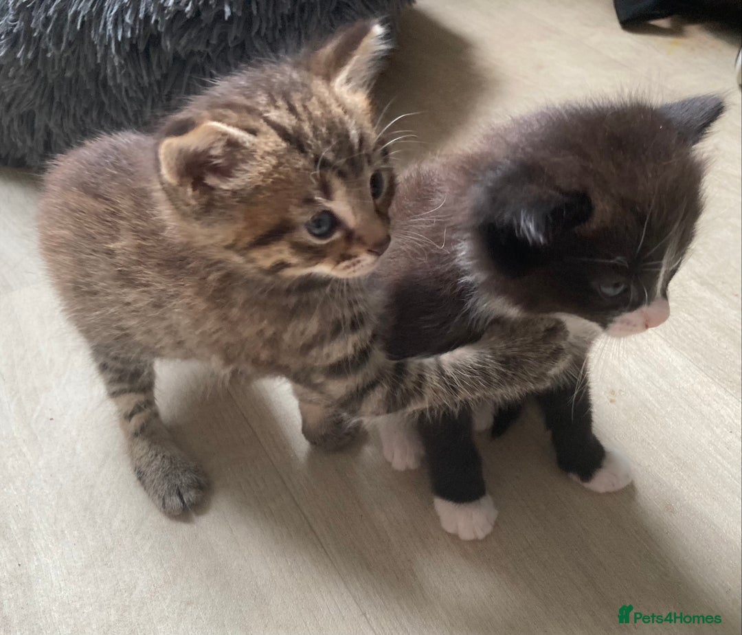 British Shorthair cats for sale: Kittens  - Image 17