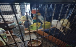 Budgerigars birds for sale: For sale  - Image 1