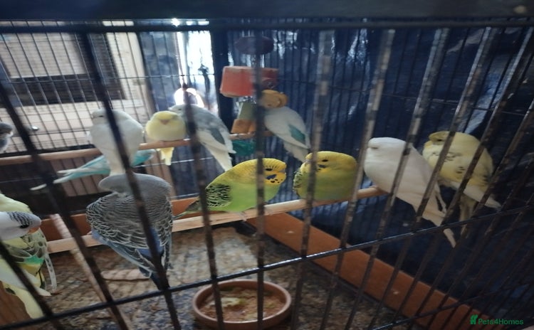 Budgerigars birds - Advert 2