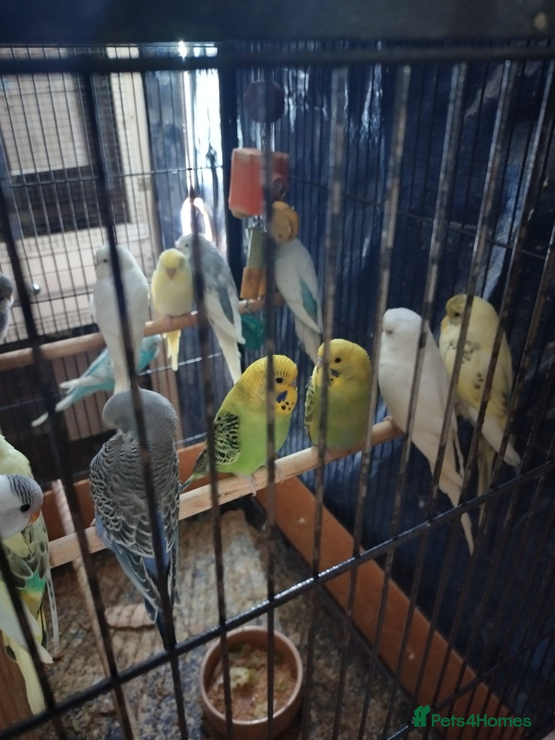 Budgerigars birds for sale: For sale  - Image 1