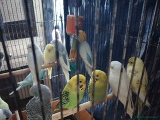 Budgerigars birds - Advert 9