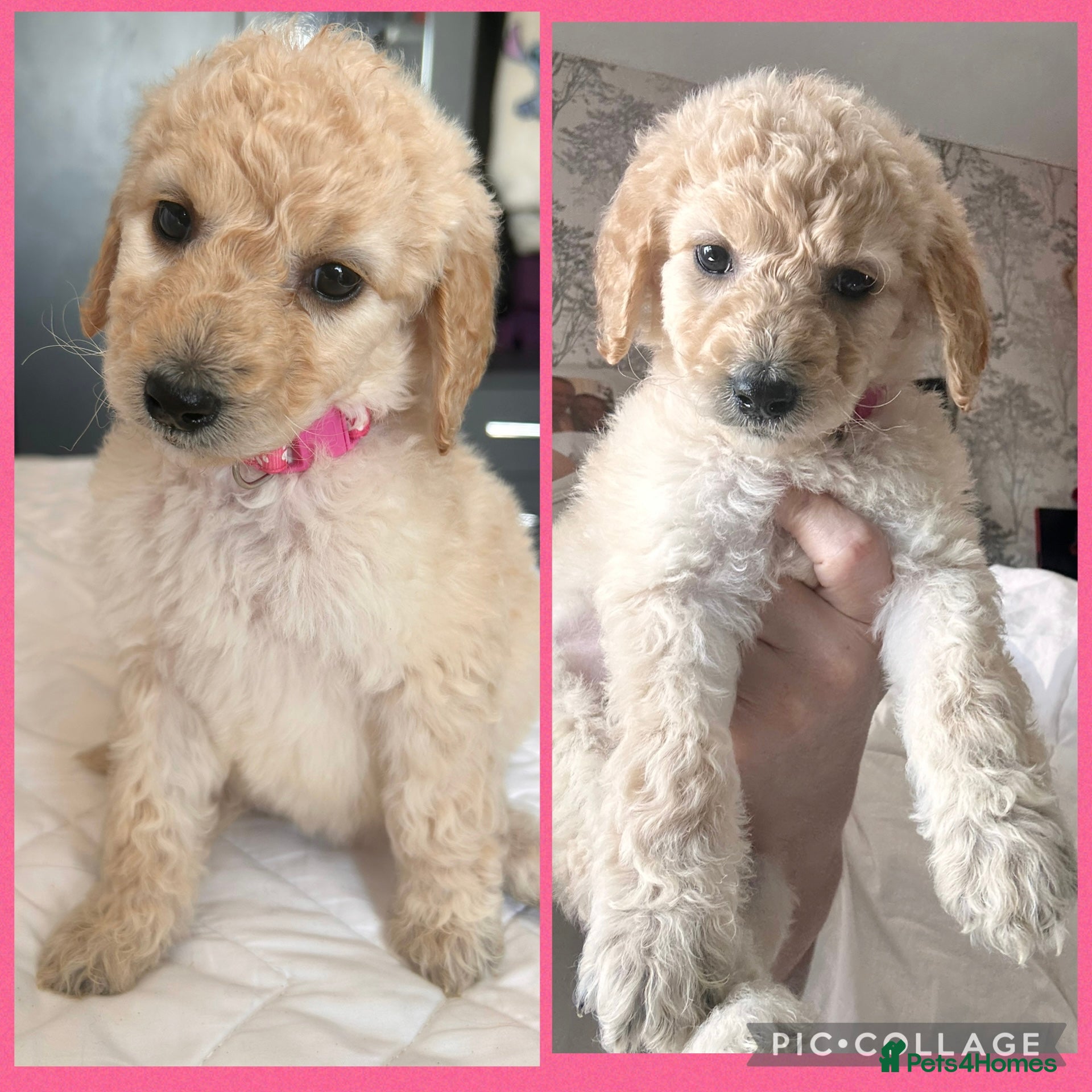 Labradoodle dogs  f1bb standard labradoodles - silver & apricots - Advert 3