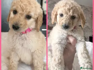 Labradoodle dogs f1bb standard labradoodles - silver & apricots - Advert 3
