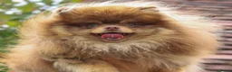 Pomeranian dogs for stud: ** Teddy Bear Chocolate & Tan Pomeranian ** - Advert 1