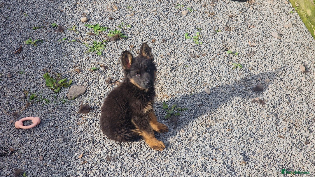 German Shepherd dogs for sale: German Shepherd pups  - Image 7