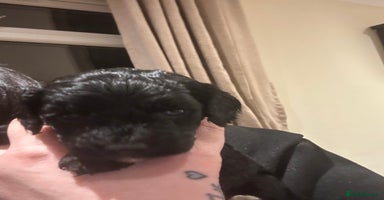 Cockapoo dogs Cockapoo puppies - Advert 8