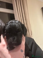 Cockapoo dogs Cockapoo puppies - Advert 7