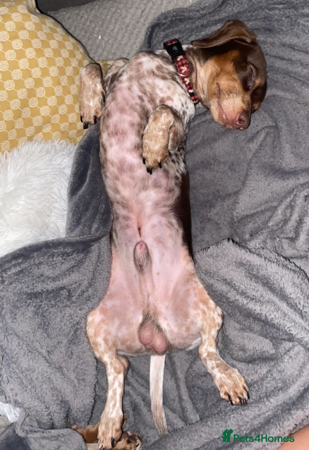 Miniature Dachshund dogs for stud: Miniature dachshund for stud with ticking  - Advert 4