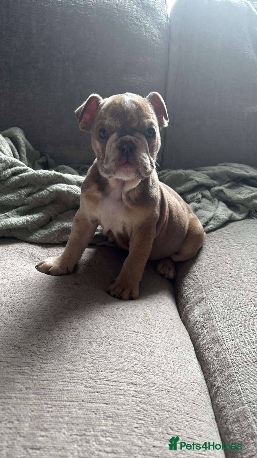 English Bulldog dogs English Bulldog Female - Advert 10