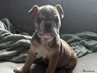 English Bulldog dogs English Bulldog Female - Advert 8