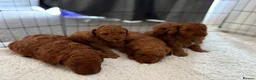 Mixed Breed dogs for sale: Adorable Toy/Miniature Poodle Puppies - Advert 5