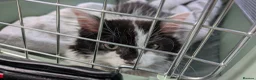 Mixed Breed cats for sale: Mainecoon mix kitten  - Advert 1