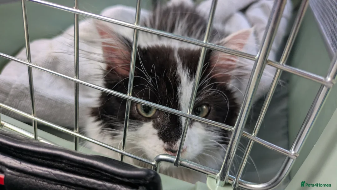 Mixed Breed cats for sale: Mainecoon mix kitten  - Advert 1