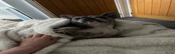 French Bulldog dogs for sale: Tri Merle French Bulldog in Wallasey - Advert 4