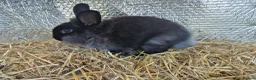 Lionhead rabbits for sale: Lionhead Female Bunny in Camborne - Advert 3