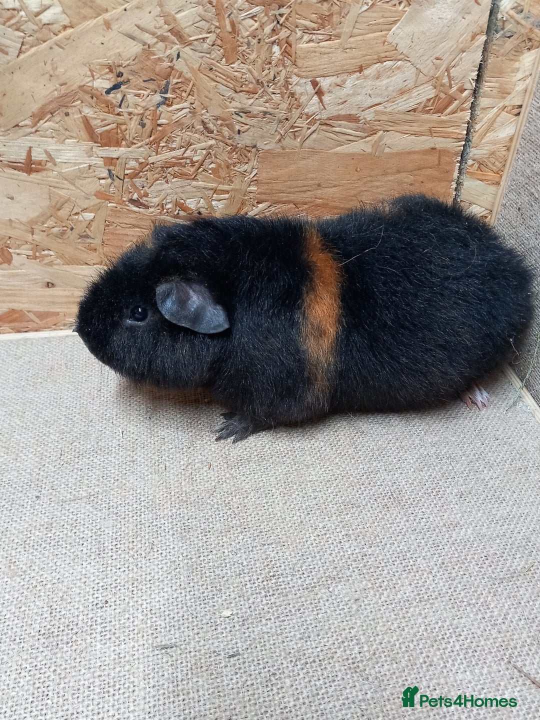 Guinea Pig rodents for sale: Teddy guinea pigs  - Advert 5