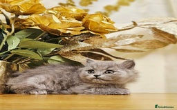 British Shorthair cats for sale: Last 4 male British Short-hair/long hair kittens  - Image 18