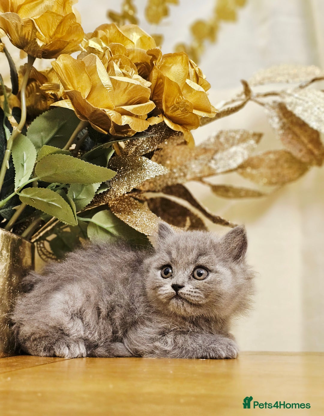 British Shorthair cats for sale: Last 4 male British Short-hair/long hair kittens  - Image 18