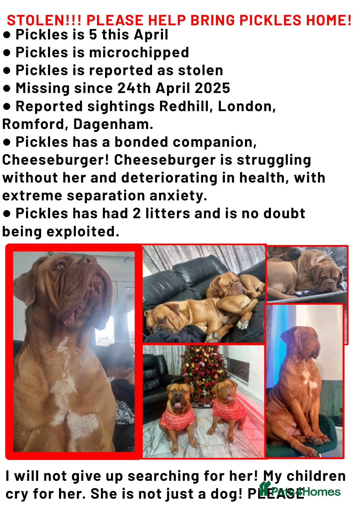 Dogue De Bordeaux dogs STOLEN. HELP BRING PICKLES HOME! - Advert 1